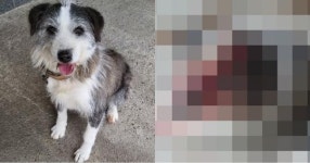 뇌졸중 주인 구한 복순이의 최후…잔인하게 학대당하고 보신탕집서 발견