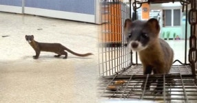 [오늘은머니] 니가 왜 거기서 나와? 일주일 넘게 제주 시청 뒤집어 놓은 야생동물 정체