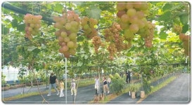 어린이들 체험학습장으로 변한 “송송이 팜” 포도농원 인기