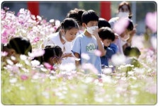 [포토]광주시 북구, 산동교 친수공원 코스모스 만발