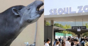 현재 서울대공원 상황…동물 50마리 안락사 당했다 (+이유)