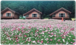 전남 고흥 팔영산 편백 치유의 숲 ‘코스모스’장관 연출