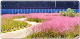 전남 장흥군, 탐진강 따라 분홍빛 핑크뮬리 ‘넘실’