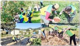 공무원연금공단, 가을 수확기 맞아 부족한 농촌 일손 돕기에 ’구슬땀’