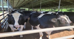 남원시, 가축재해보험 가입하세요