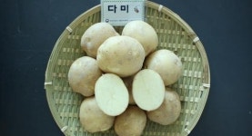 충남도 병해에 강한 씨감자 ‘다미’ 분양