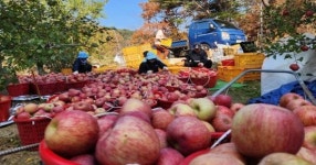 영덕군 기획·홍보 직원들, 합동 농촌봉사활동 전개