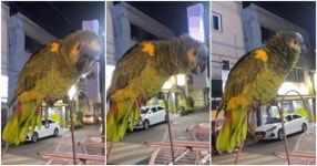 진짜 박군 등장…원곡자마저 감탄한 대구 방천시장 한잔해 앵무새 (영상)