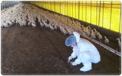 나주 육용오리 농장서 H5형 조류인플루엔자 확인