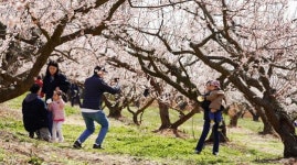해남군 보해매실농원 매화축제, 봄 나들이객 북적