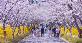 여수 승월마을 ‘봄 꽃 여행, 여수 봄 꽃으로 물들다’ 개최