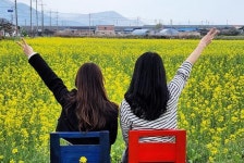 전남 강진군 강진읍사무소 주변‘유채꽃밭’장관