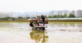 칠곡군 왜관읍 삼청리에서 올해 첫 모내기