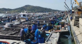 전남 해남군, 2023년산 물김 722억원으로 위판 종료