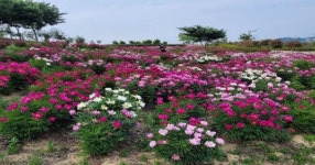 [포토]경산 삼성현역사문화공원으로  꽃놀이 가자