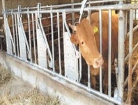 전남 해남군, 소 자동목걸이 지원“편리하고 안전해요”