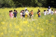 포토]광주시 북구, 산동교친수공원 유채꽃 만발