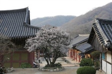 전남 순천시 선암사, 송광사 관람료 폐지