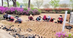 전남 나주시 산포면, 화지마을 청정전남 으뜸마을 만들기 구슬땀