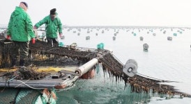 전남도, 2023년산 물김 생산액 360억원으로 9% 증가
