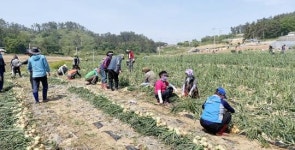 전남 목포시, 신안 곳곳 농촌일손돕기 봇물…도농상생교류 박차