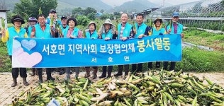 전남 영암군 서호면지사협, 옥수수 수확·나눔