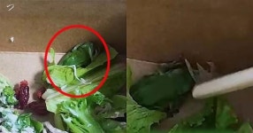 유명 회사 샐러드서 나온 살아있는 동물의 정체… 절반쯤 먹다 모두 토했다 (회사 이름)
