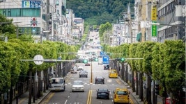 인천 계양구, 쾌적한 명품 은행나무 가로수길 조성