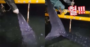 “횟집 사장 그물에 걸린 4m 거대 물고기, 알고 보니 세계적 희귀종” (첫 보도)