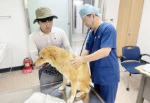 전남 진도군, 진도개 전문 수의사 진료 시작