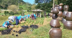 전남 진도군, 추석맞이 꽃이 피어나는 항아리공원 조성