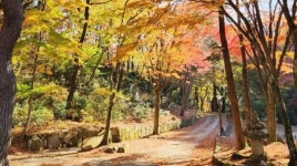 단풍철 가족과 함께 전남 숲길서 힐링하세요