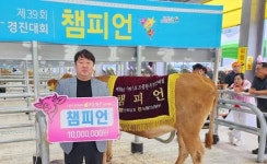 전남 강진 한우, 전남 으뜸한우 중 종합챔피언 등극