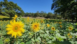 전남 화순군, 고인돌 유적지 가을꽃 보러 오세요