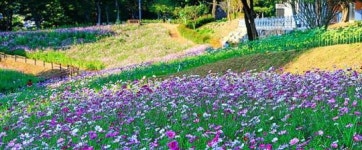 [포토]가을꽃 가득한 화순 남산공원으로 오세요!