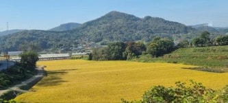 [위키트리 픽] 충남 예산 고덕의 가을풍경