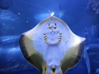 전남도해양수산과학원, 연골어류·병어류 특별전시