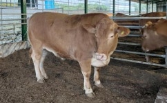 제주 농장서 무려 무게 1205㎏짜리 슈퍼 한우 나왔다 (사진)