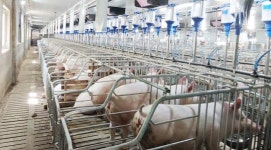 전남도, 가축분뇨처리 지원 국비 전국 최다