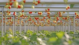 임실군, 고품질 딸기 생육 관리 현장 지도 나서