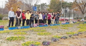 [포토]광주시 광산구 신창동 주민들, 마한유적지 일대 환경정비‧겨울꽃 식재