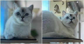 가족인데…아픈 모습 보이자마자 가차 없이 버려진 하얀이 [함께할개]