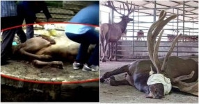 마취 덜 돼 몸부림치는 사슴을... 충격적인 영상이 공개됐다