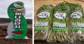 [경북소식]미나리 드시러 경산 육동으로 오세요