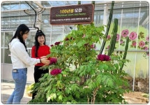 전남 강진군  세계모란공원 유리온실서  100년생 모란 꽃 활짝