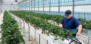 전남 영암군,스마트온실서 딸기 재배할 청년농업인 신청하세요