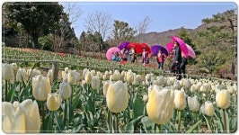 “전남 8호 민간정원, 하늘빛수목원으로 튤립 보러 오세요”