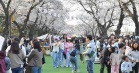 [포토뉴스]경주 대릉원돌담길 벚꽃축제,14만명 다녀가