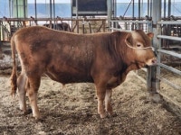 고창군 한우농가에서 한우씨수소 선발 ‘쾌거’...“민간농가에선 전국 최초”