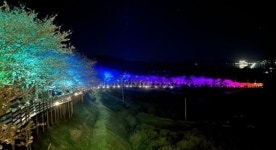 전남 고흥만 벚꽃길, 상춘객 맞이 야간 경관조명 점등